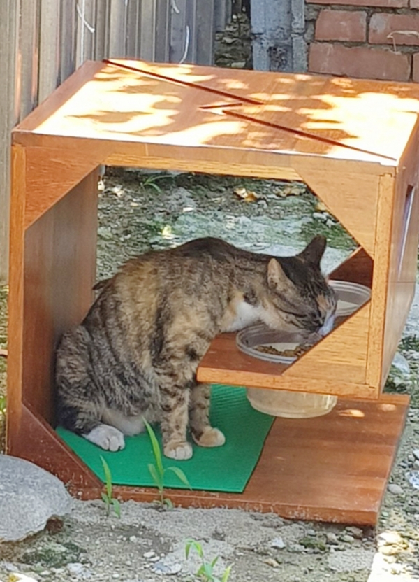 관악길보협이 설치한 급식소에서 고양이가 밥을 먹고 있다. (사진 제공: 관악 길고양이보호협회)