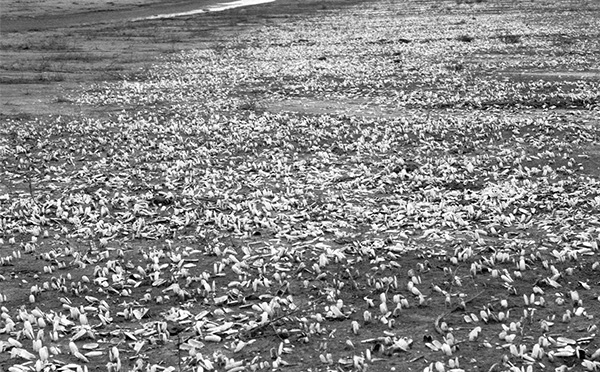간척사업 이후 가리맛조개가 폐사된 갯벌의 모습.