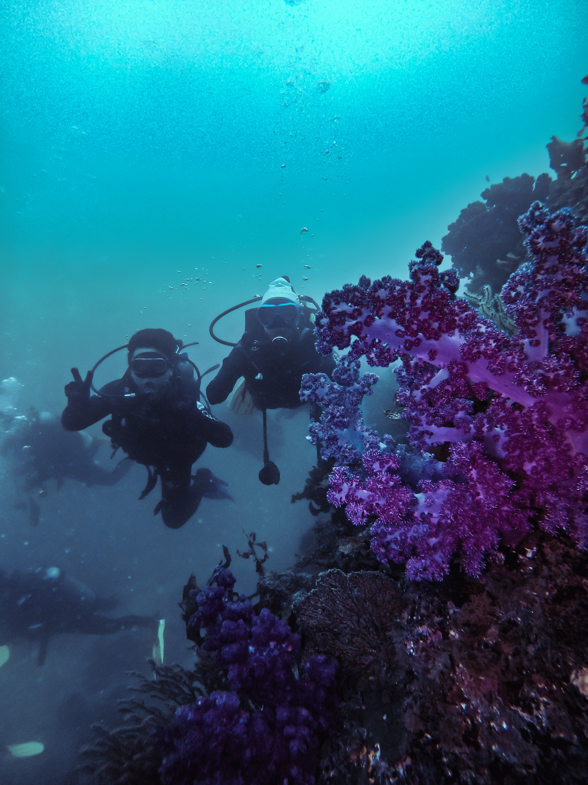 ▲ 연산호 군락 사이에서 다이빙을 진행하며 찍은 사진입니다. 동남아 지역의 산호와 다르게 제주도의 연산호는 보라색, 노란색 등 화려한 색이 특징입니다.