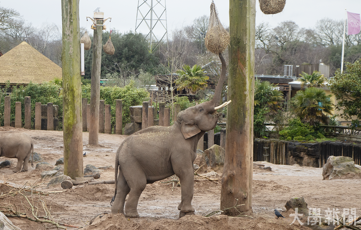 ▲체스터 플러스 카지노의 코끼리가 기둥에 걸린 건초를 뜯어 먹고 있다.
