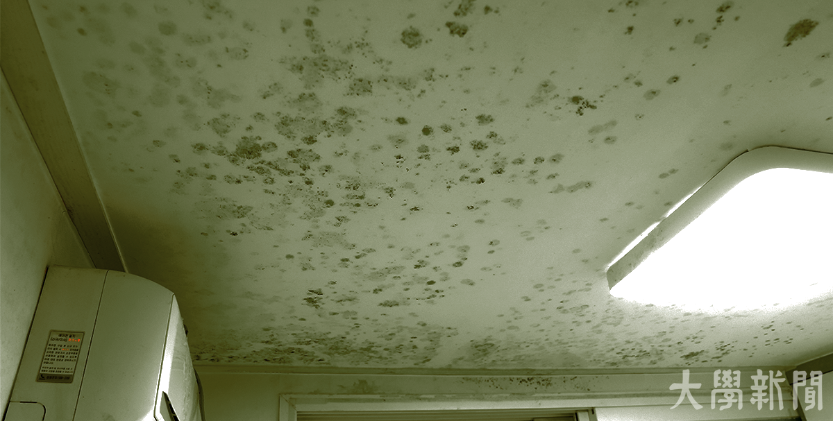 ▲천장에 가득한 곰팡이.